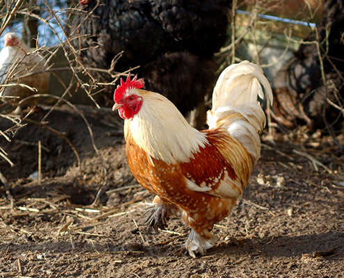 Coq vivant