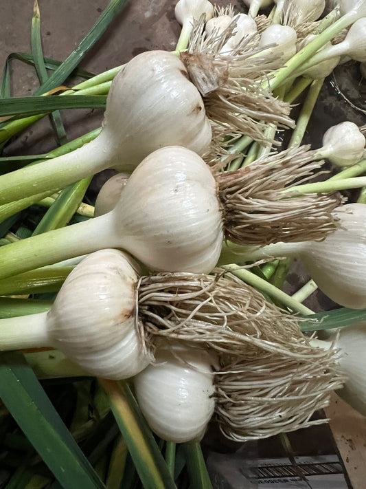 Ail frais du jardin /(1 gousse)
