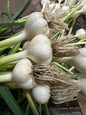 Ail frais du jardin /(1 gousse)